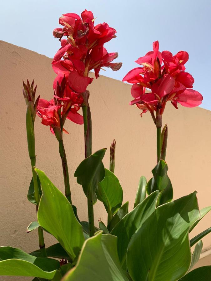 La Pau Apartaments 莫列鲁萨 外观 照片